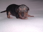 Keegan / Murray AHT Litter 10/13/09