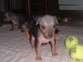 Keegan / Murray AHT Litter 10/13/09