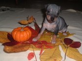 October/Justice AHT Litter 9/25/09