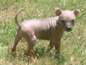 Puppies