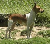 Rat Terrier Females