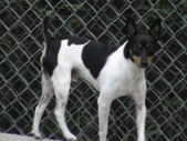 Rat  Terrier Males