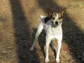 Rat  Terrier Males