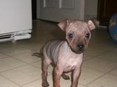Ziva AHT Litter!