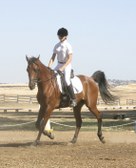 Dressage