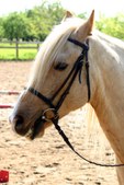 Just horses
