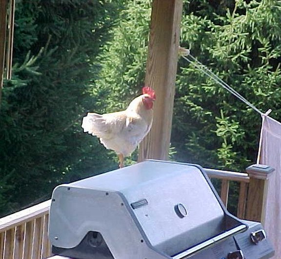 Keeping free range chickens off porch Homesteading Forum