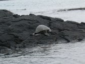 Enlarge photo 66