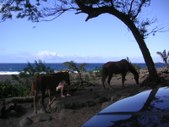Enlarge photo 169