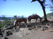 Enlarge photo 170