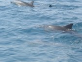 Enlarge photo 338