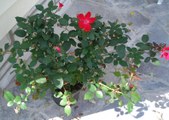 Enlarge photo 41