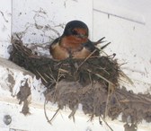 Barn Swallows