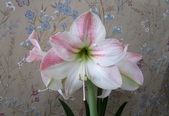 Enlarge photo 54