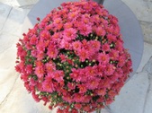 Enlarge photo 43