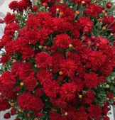 Enlarge photo 42