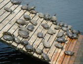 Enlarge photo 44