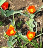 Enlarge photo 125