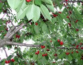 Enlarge photo 66