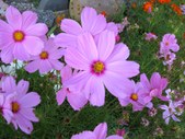 Enlarge photo 36