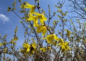 Enlarge photo 109