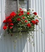 Enlarge photo 155