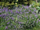 Enlarge photo 59