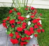 Enlarge photo 154