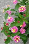 Enlarge photo 162