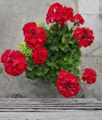 Enlarge photo 165
