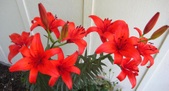 Enlarge photo 74