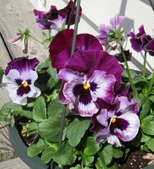 Enlarge photo 135