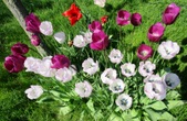 Enlarge photo 141