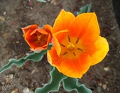 Enlarge photo 81