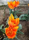Enlarge photo 82