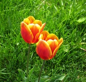Enlarge photo 95