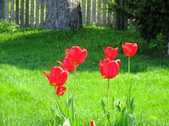 Enlarge photo 96