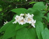 Enlarge photo 34