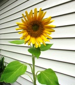 Enlarge photo 107