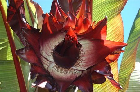 BananaFlower