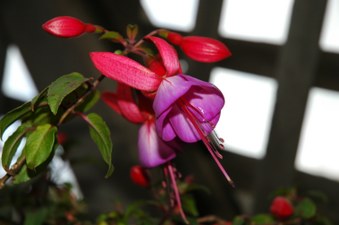 Enlarge photo 42