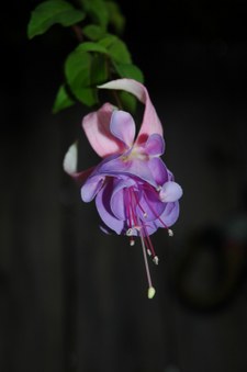 Enlarge photo 45