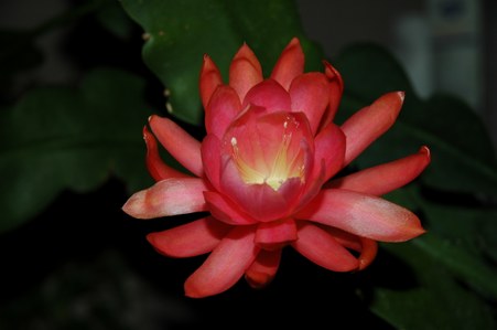 EpiphyllumFlower