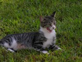 Enlarge photo 33