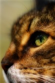 Enlarge photo 59