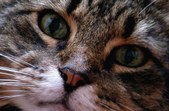 Pets Past and Present