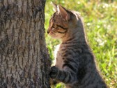 Enlarge photo 23
