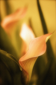 Special Digial Images