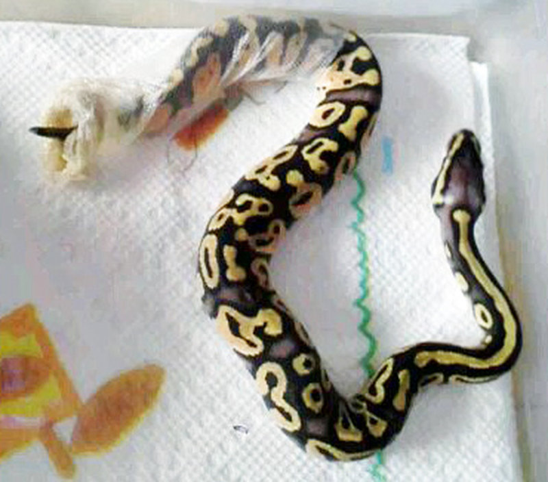 ball python hides ball python hides