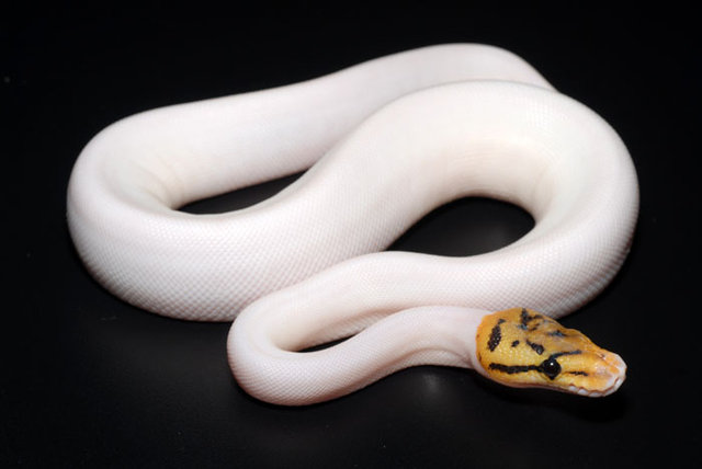 BUMBLE%20BEE%20PIED%20Morph%20Designer%20Pastel%20CoDominant%20Piebald%20Recessive%20Spider%20Dominant%20Produced%20Unknown%20Photo%20Exotics%20By%20Nature.jpg
